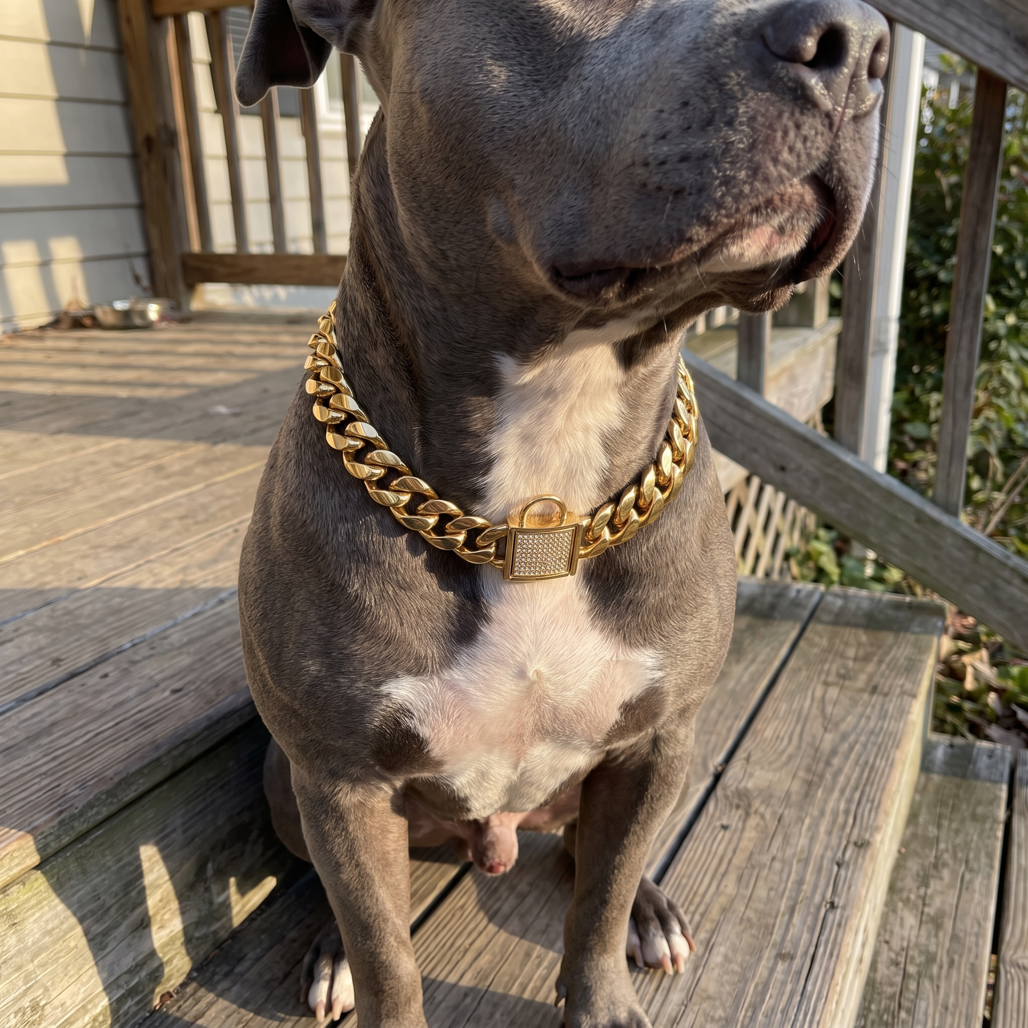 Pit bull on porch steps wearing the gold Cuban-link chain collar with sun glint - wrenwood ugc lifestyle v2