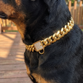 Close-up of a rottweiler's neck in the gold Cuban-link chain collar at golden hour - wrenwood ugc lifestyle v2