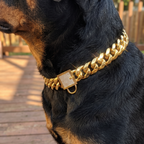 Close-up of a rottweiler's neck in the gold Cuban-link chain collar at golden hour - wrenwood ugc lifestyle v2