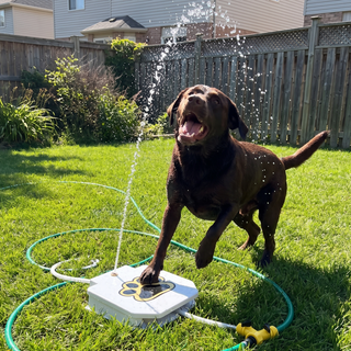 Feeding & Water