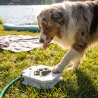 Australian shepherd pressing the paw pedal of the step-on fountain at a lakeside park - wrenwood ugc lifestyle v2