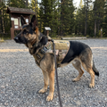 German shepherd in the camouflage tactical harness at a mountain trailhead - wrenwood ugc lifestyle v2