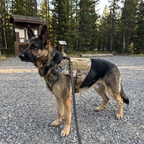 German shepherd in the camouflage tactical harness at a mountain trailhead - wrenwood ugc lifestyle v2