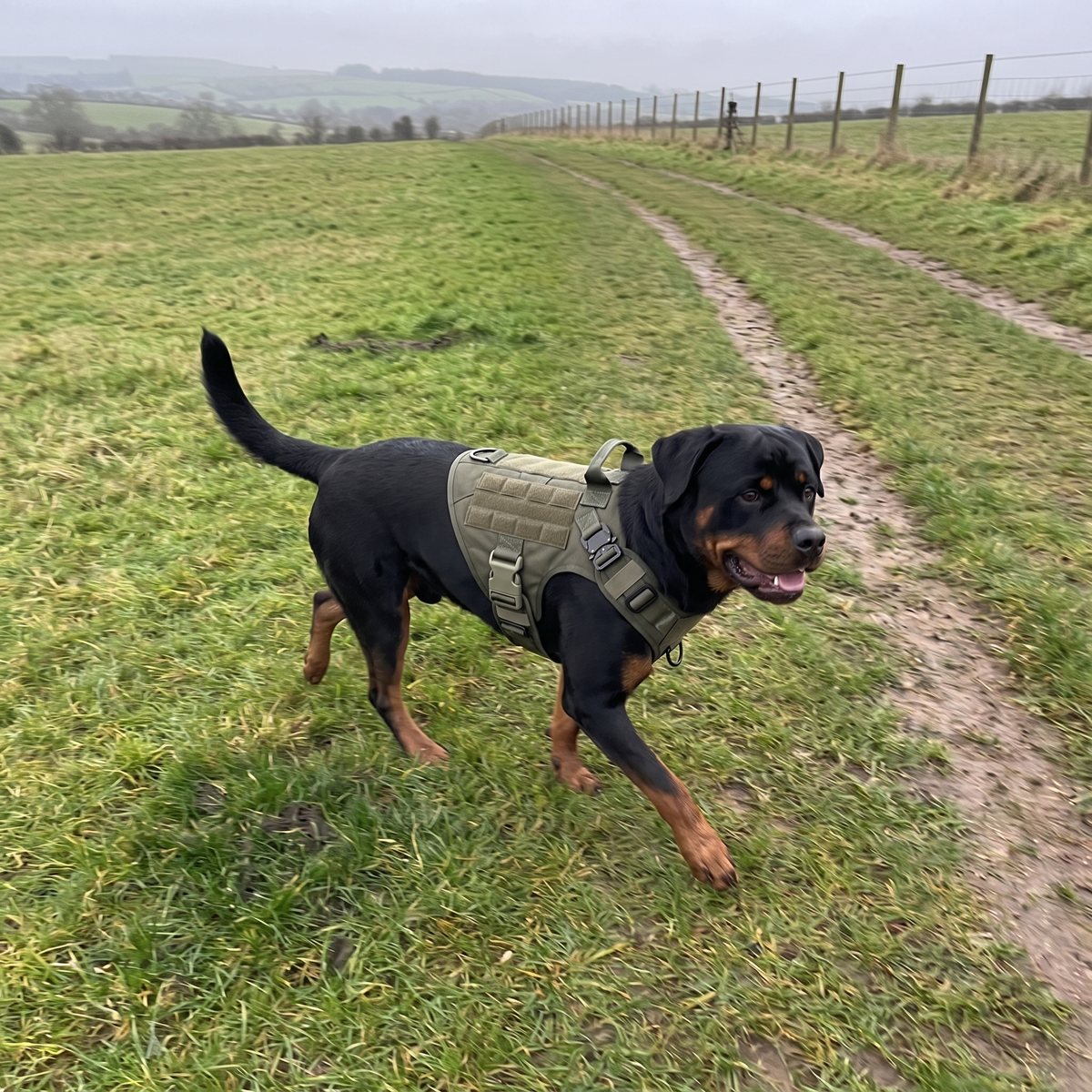 Rottweiler in the dark green tactical harness trotting through a field - wrenwood ugc lifestyle v2