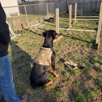 Doberman in the camouflage tactical harness at a backyard training yard - wrenwood ugc lifestyle v2