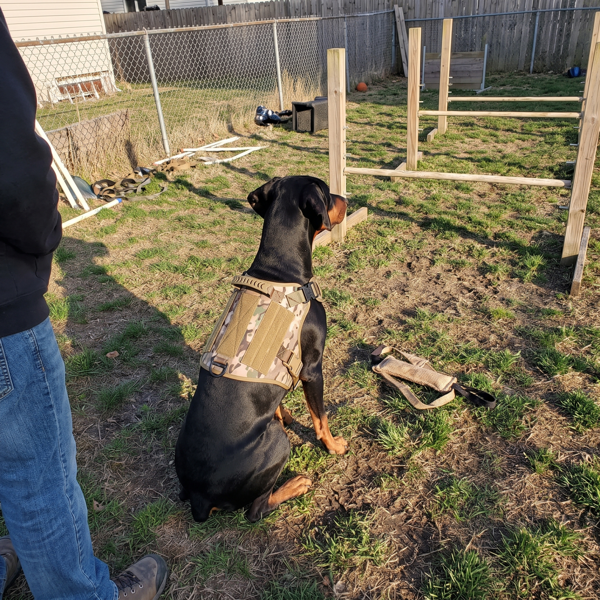 Doberman in the camouflage tactical harness at a backyard training yard - wrenwood ugc lifestyle v2