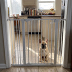 French bulldog sitting behind the tall white safety gate in a kitchen doorway - wrenwood ugc lifestyle v2