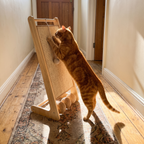Orange tabby stretched up scratching the vertical sisal cat scratcher in a hallway - wrenwood ugc lifestyle v3