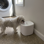 Shih tzu drinking from the white motion-sensor pet water fountain in a laundry room - wrenwood ugc lifestyle v3