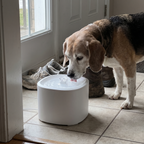 Beagle drinking from the white motion-sensor pet water fountain in a tiled entryway - wrenwood ugc lifestyle v3