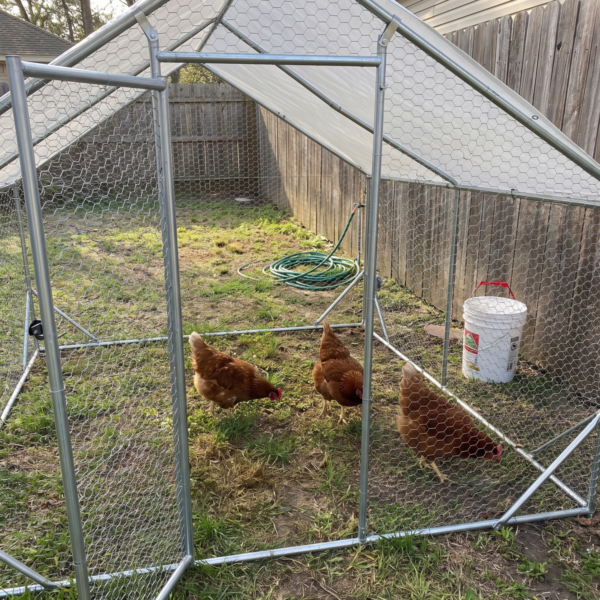 Hens pecking inside the walk-in chicken coop, phone shot through the open door - wrenwood ugc lifestyle v2