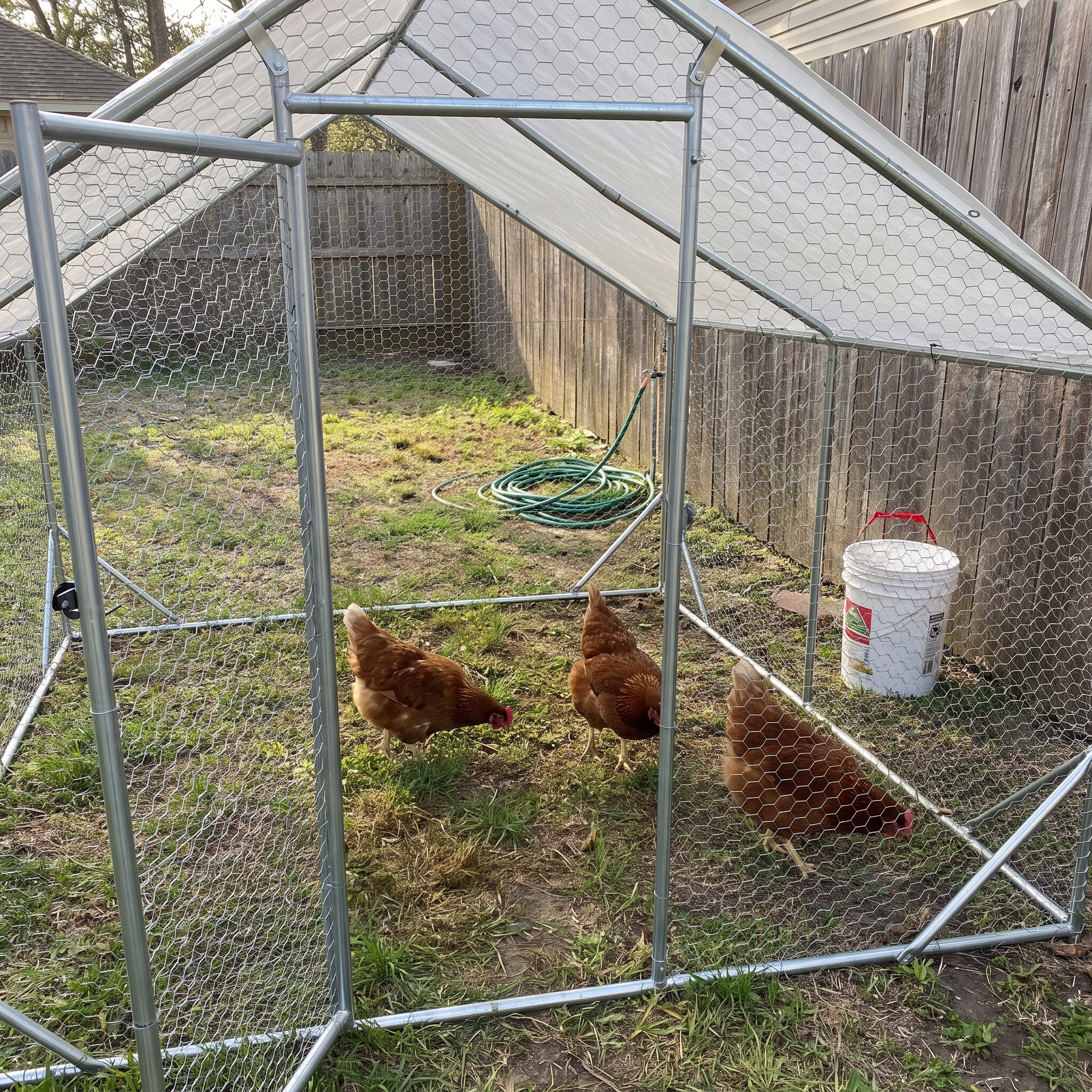 Hens pecking inside the walk-in chicken coop, phone shot through the open door - wrenwood ugc lifestyle v2