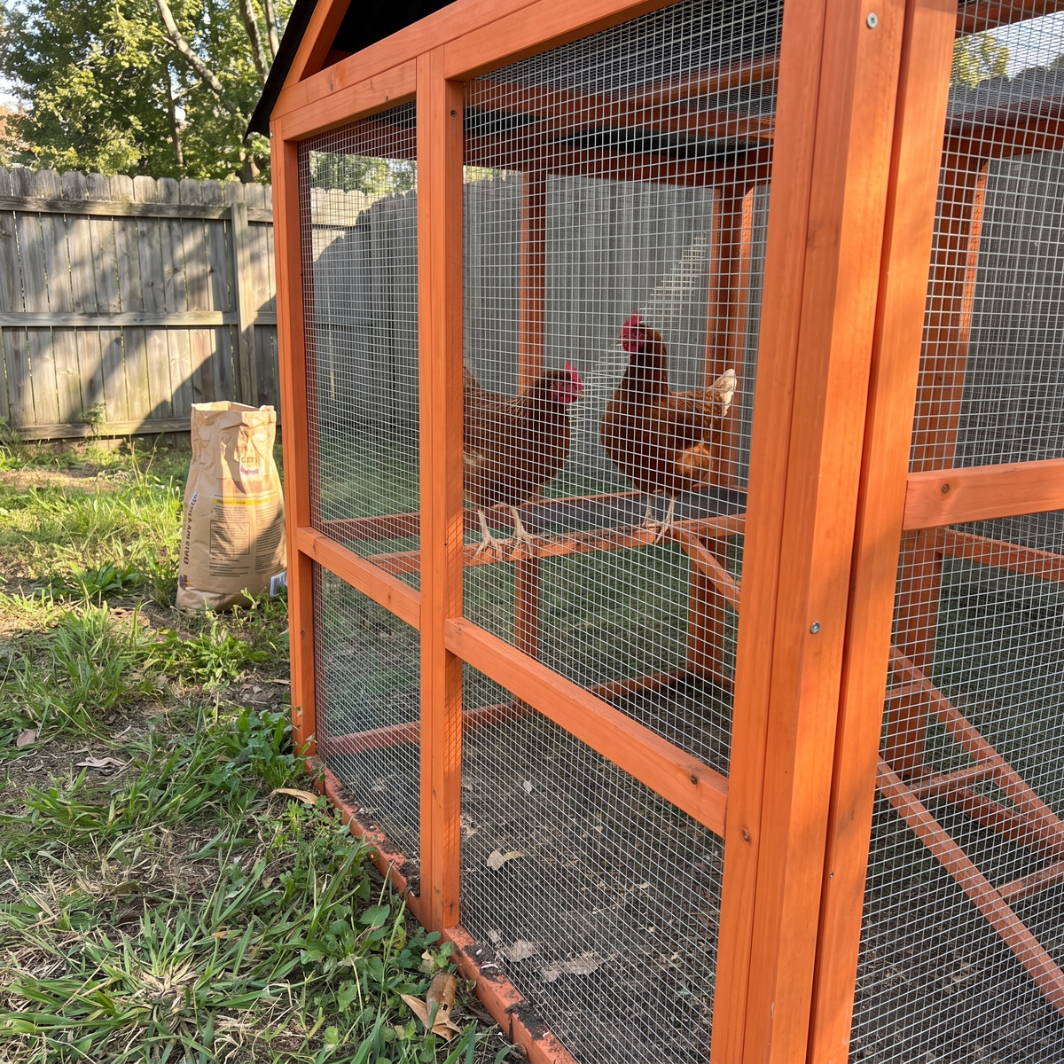 Hens perched inside the walk-in chicken run, close phone shot at the mesh - wrenwood ugc lifestyle v2