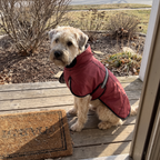 Terrier in the wine red dog cloak coat sitting on a front porch - wrenwood ugc lifestyle v2