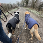 Two dogs in black and navy blue cloak coats on a walk with their owner - wrenwood ugc lifestyle v2