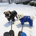 Two small dogs in black and royal blue down jackets on a snowy walk - wrenwood ugc lifestyle v2