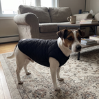 Jack russell in the black quilted padded dog vest in the living room - wrenwood ugc lifestyle v2