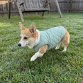 Corgi in the mint green quilted padded dog vest on the backyard lawn - wrenwood ugc lifestyle v2