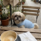 Shih tzu in the sky blue quilted padded dog vest at a cafe table - wrenwood ugc lifestyle v2
