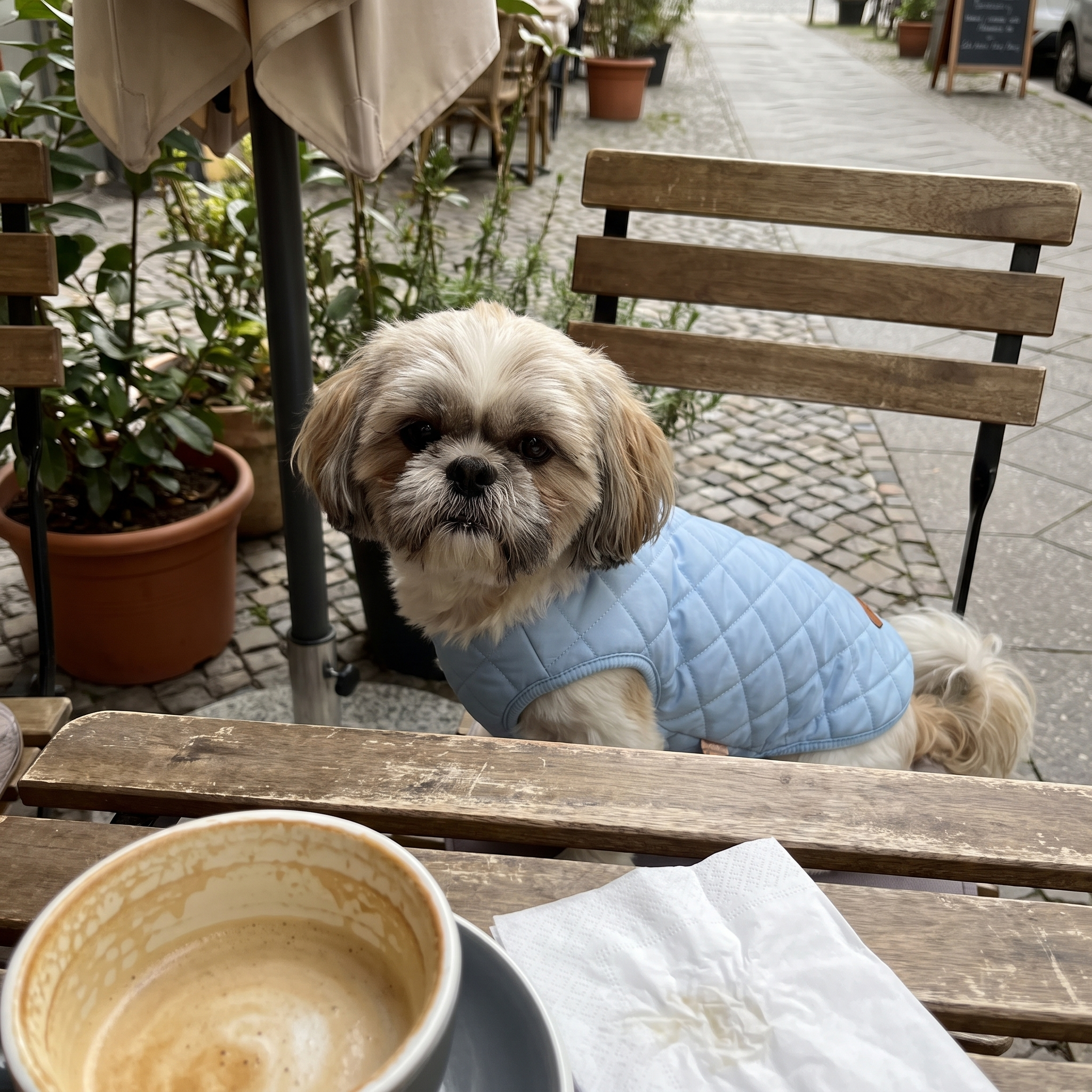 Shih tzu in the sky blue quilted padded dog vest at a cafe table - wrenwood ugc lifestyle v2