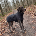 Pointer in the matte black warm winter dog vest on a woodland trail - wrenwood ugc lifestyle v2