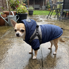 Chihuahua in the blue hooded winter dog jacket on a rainy patio - wrenwood ugc lifestyle v2