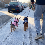 Two small dogs in pink and blue hooded winter jackets on a frosty walk - wrenwood ugc lifestyle v2