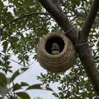Straw bird nest hut tied into a garden tree branch with a zebra finch at the opening - wrenwood ugc lifestyle v3