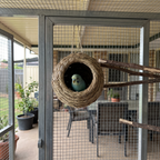 Straw bird nest hut hung in a backyard aviary with a budgie peeking out - wrenwood ugc lifestyle v3