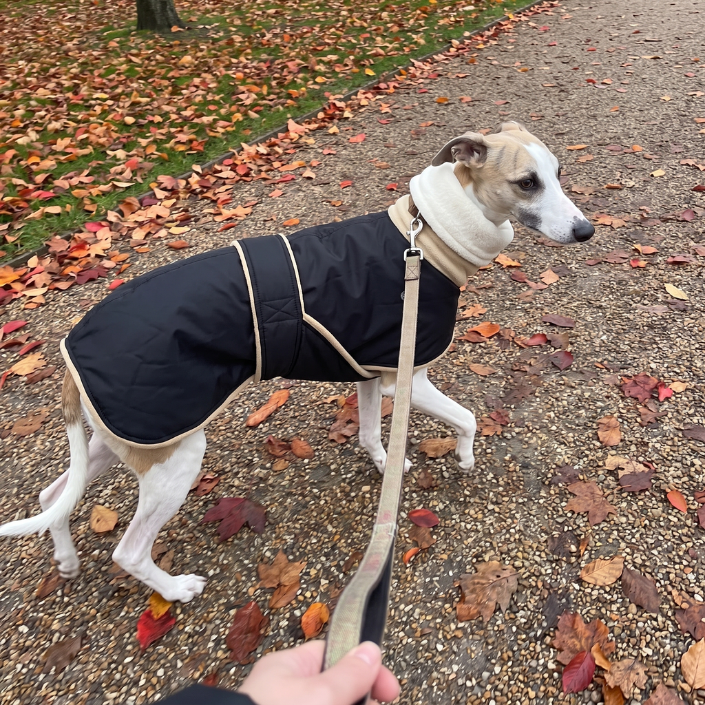 Whippet wearing the black fleece-lined waterproof dog coat on an autumn park path - wrenwood ugc lifestyle v3