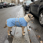 Terrier wearing the blue fleece-lined waterproof dog coat on a city sidewalk - wrenwood ugc lifestyle v3