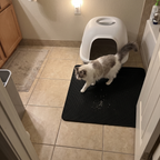 Fluffy cat stepping onto the black honeycomb litter mat beside a covered litter box in a tiled bathroom - wrenwood ugc lifestyle v3