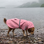 Beagle in the pink hooded waterproof raincoat on a drizzly lake shore - wrenwood ugc lifestyle v3