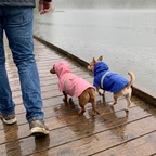 Two dogs in the pink and blue waterproof raincoats on a rainy lakeside boardwalk - wrenwood ugc lifestyle v3