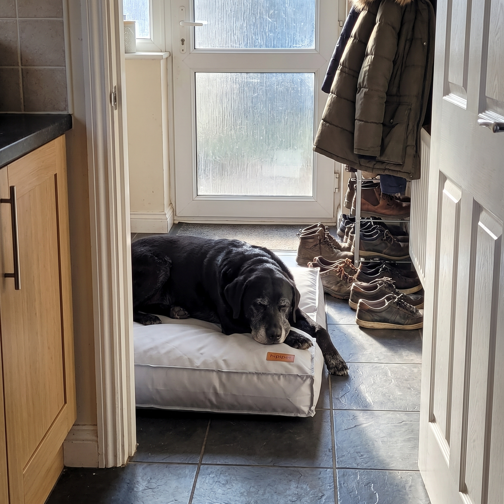 Senior black labrador resting on the grey waterproof pet sofa bed in a hallway - wrenwood ugc lifestyle v3