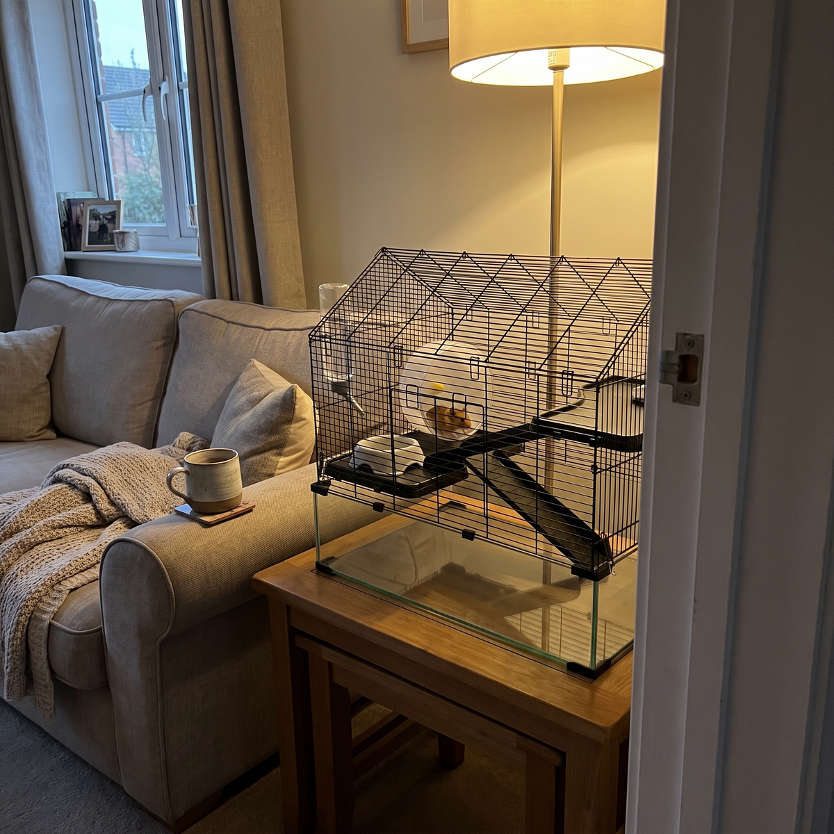 Wire hamster cage on a living room side table, hamster in the wheel - wrenwood ugc lifestyle v3