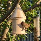 Wren at the wooden bird house beside a seed feeder at golden hour - wrenwood ugc lifestyle v3