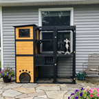 Black-and-white cat at the mesh of the yellow window catio - wrenwood ugc lifestyle v3