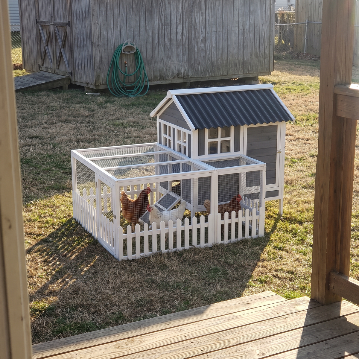 Gray compact chicken coop with hens seen from the porch at golden hour - wrenwood ugc lifestyle v2