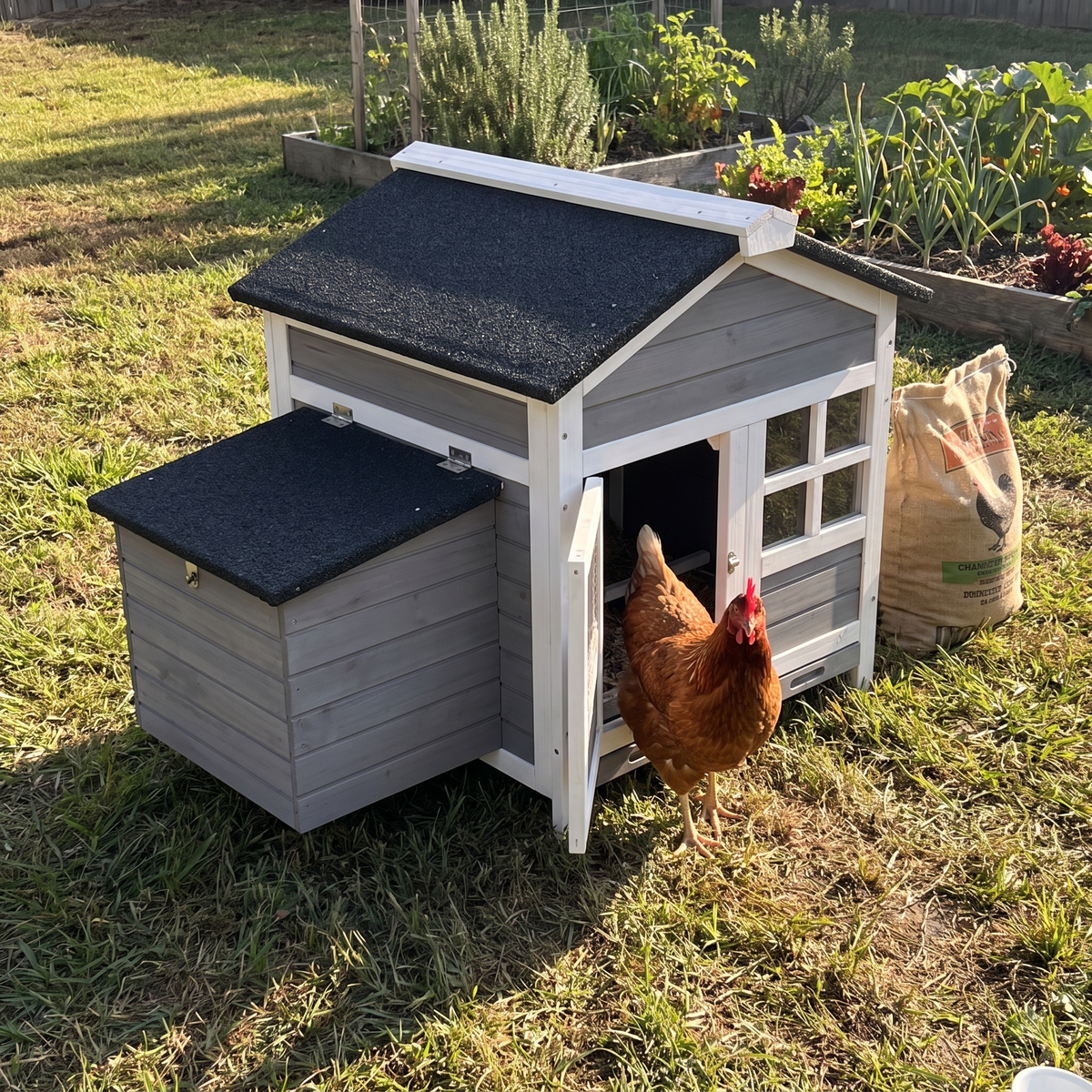 Brown hen at the doorway of the black-roofed wooden chicken coop - wrenwood ugc lifestyle v3