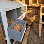 Fresh eggs in the nesting box tray with a golden hen beside it - wrenwood ugc lifestyle v2