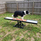Border collie balancing mid-teeter on the black agility seesaw in a fenced yard - wrenwood ugc lifestyle v2