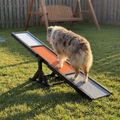 Australian shepherd walking down the black agility seesaw at golden hour - wrenwood ugc lifestyle v2