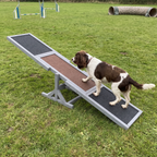 Springer spaniel walking up the wooden agility seesaw on a training field - wrenwood ugc lifestyle v2