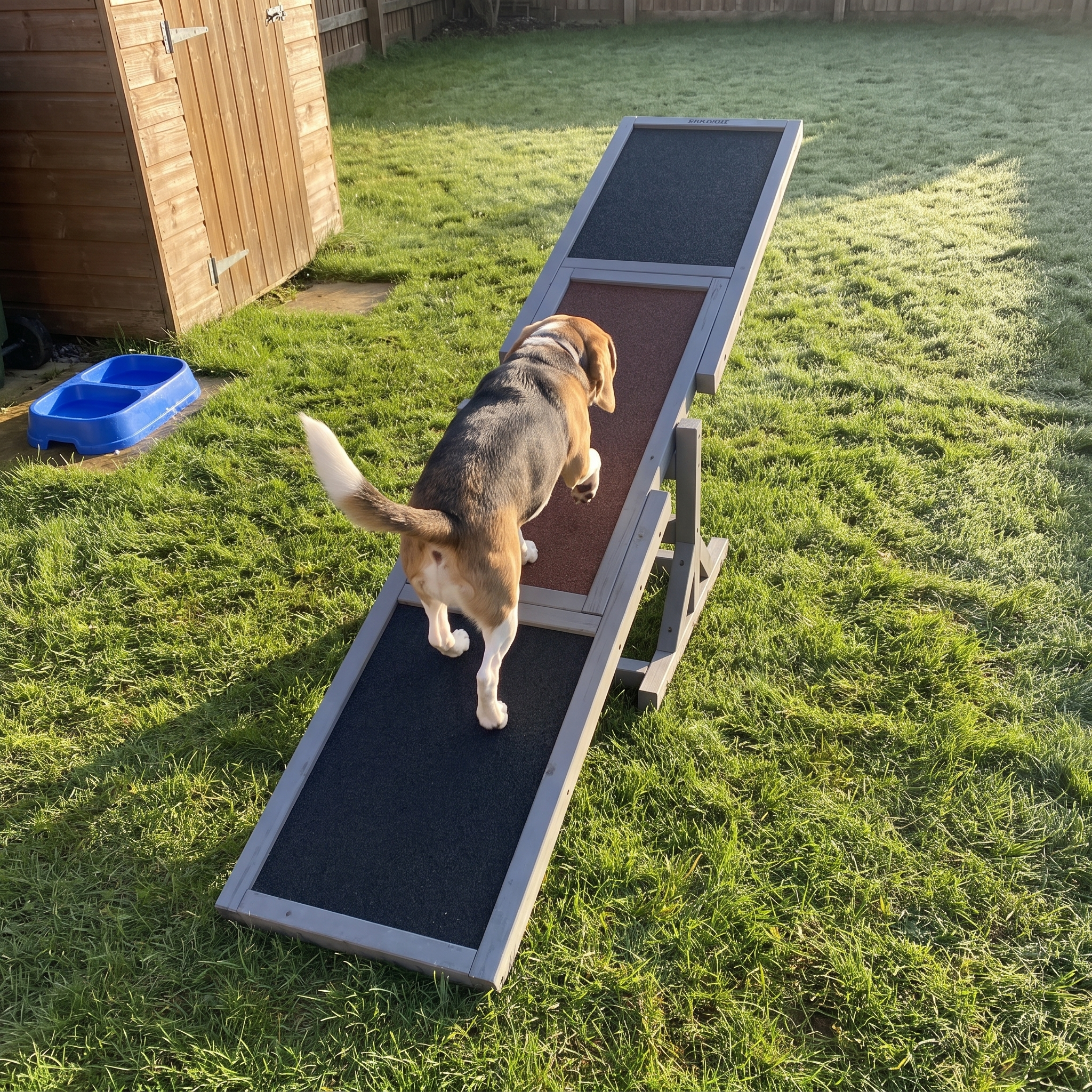 Beagle trotting down the wooden agility seesaw on a dewy morning lawn - wrenwood ugc lifestyle v2