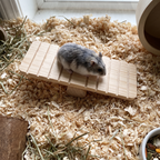 Dwarf hamster balancing on the wooden seesaw on cage bedding - wrenwood ugc lifestyle v2