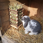 Lop-eared rabbit beside the wooden hay feeder inside a hutch - wrenwood ugc lifestyle v3