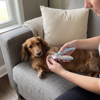 Hands trimming a dachshund's nail with the LED pet nail clippers on a living room sofa