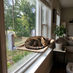 Tabby cat asleep in the suction cup cat window hammock in a sunny living room window