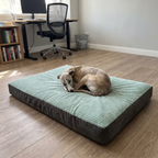 Whippet curled asleep on the soothing pet bed mat beside a home office desk